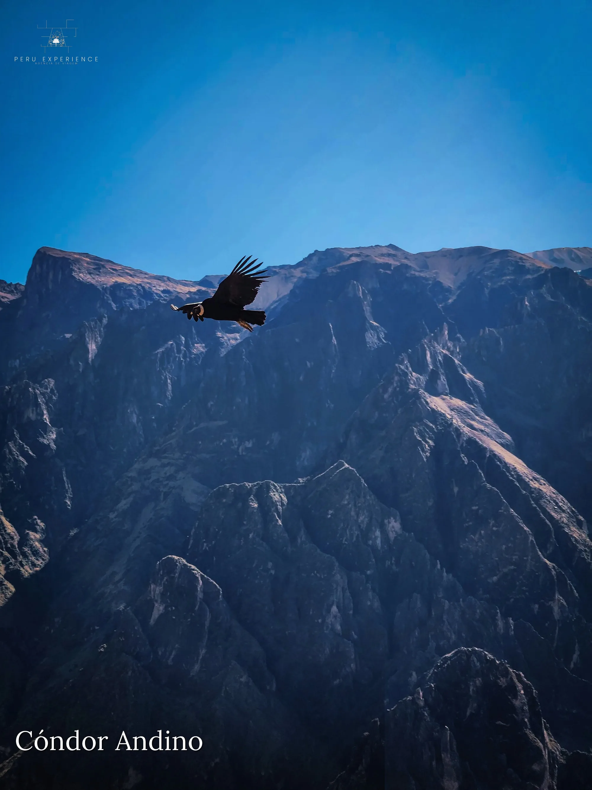 Condor andino em voo solitário sobre as paredes rochosas do Cânion do Colca a 3.400m de profundidade, em Arequipa — momento icônico do voo da manhã entre 8h e 10h aproveitando as correntes térmicas, símbolo dos Andes peruanos