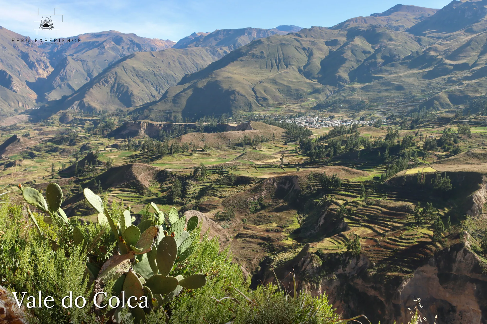 Vale do Colca com terraços agrícolas pré-incas dos povos Collagua e Cabana ainda em pleno uso, cactos em primeiro plano e montanhas dos Andes ao horizonte — engenharia agrícola andina milenar preservada, Arequipa