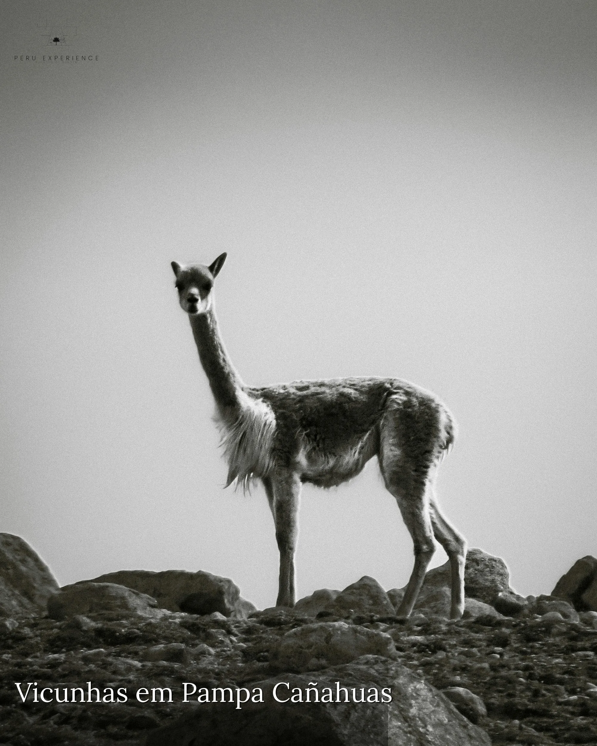 Vicunha (Vicugna vicugna) sozinha em retrato preto-e-branco artístico na Pampa Cañahuas, Reserva Nacional Salinas y Aguada Blanca, a 4.000m de altitude — camelídeo silvestre andino com fibra entre as mais finas e valiosas do mundo