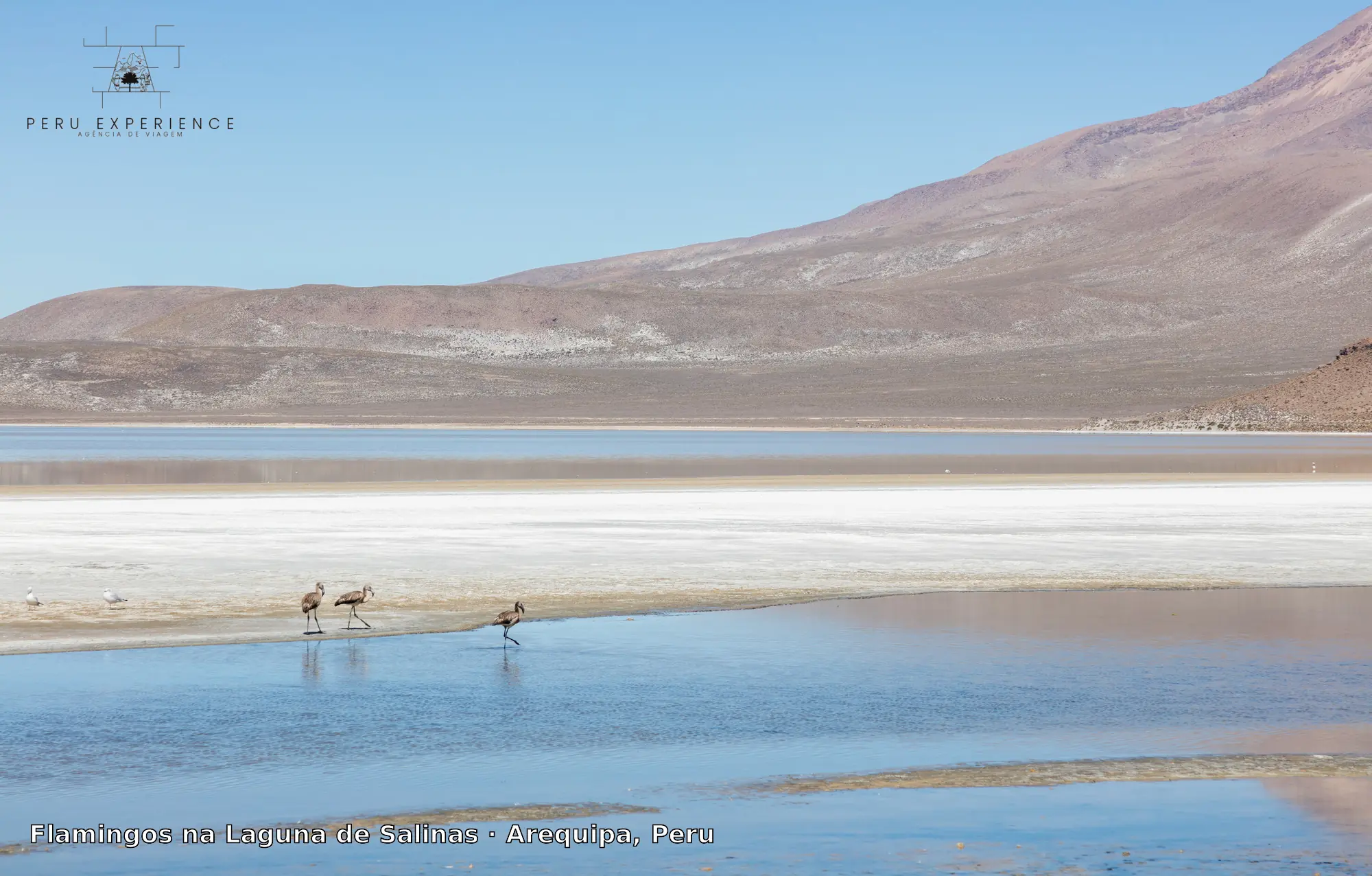 Laguna de Salinas Full Day — Flamingos + Salar + Termas de Lojen