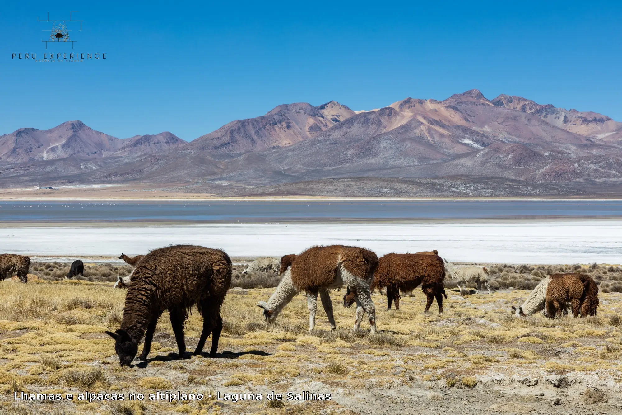 Rebanho de lhamas e alpacas de pelagem marrom e branca pastando livremente na pampa amarelada à beira da Laguna de Salinas, com o salar branco e montanhas dos Andes ao fundo, em Arequipa — camelídeos andinos visíveis durante todo o ano a mais de 4.000m de altitude