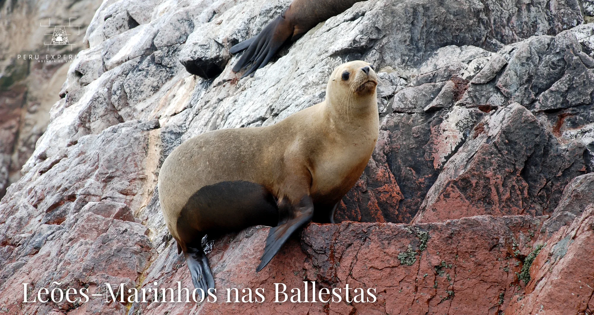 Leão-marinho sul-americano nas rochas das Ilhas Ballestas, na Reserva Nacional de Paracas — as "Galápagos peruanas"