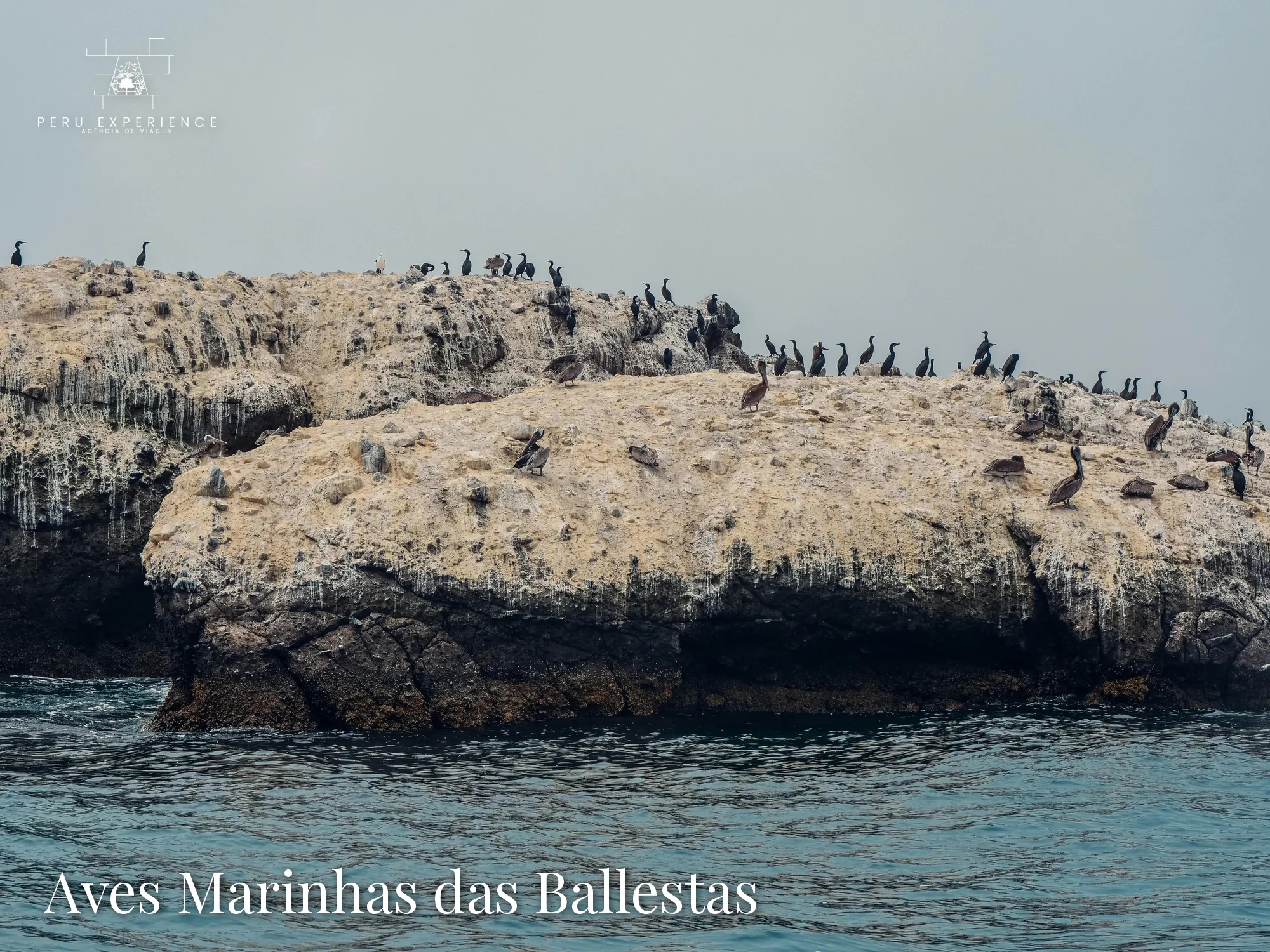 Colônia de aves marinhas — cormorões, pelicanos e pinguins-de-Humboldt — sobre as rochas das Ilhas Ballestas em Paracas, Peru
