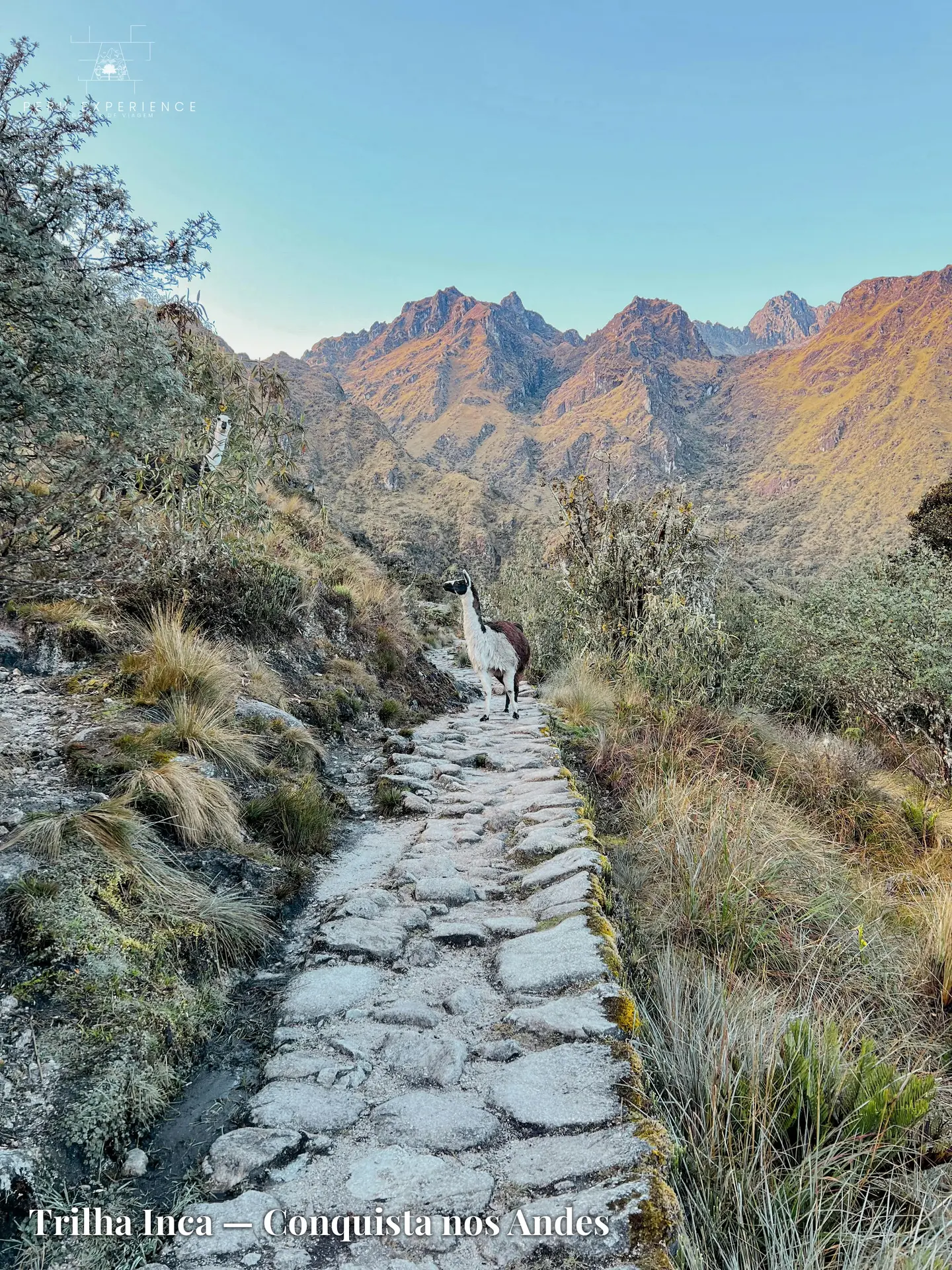 Lhama solitária no Qhapaq Ñan ao amanhecer com montanhas douradas dos Andes — caminho de pedras incaicas originais