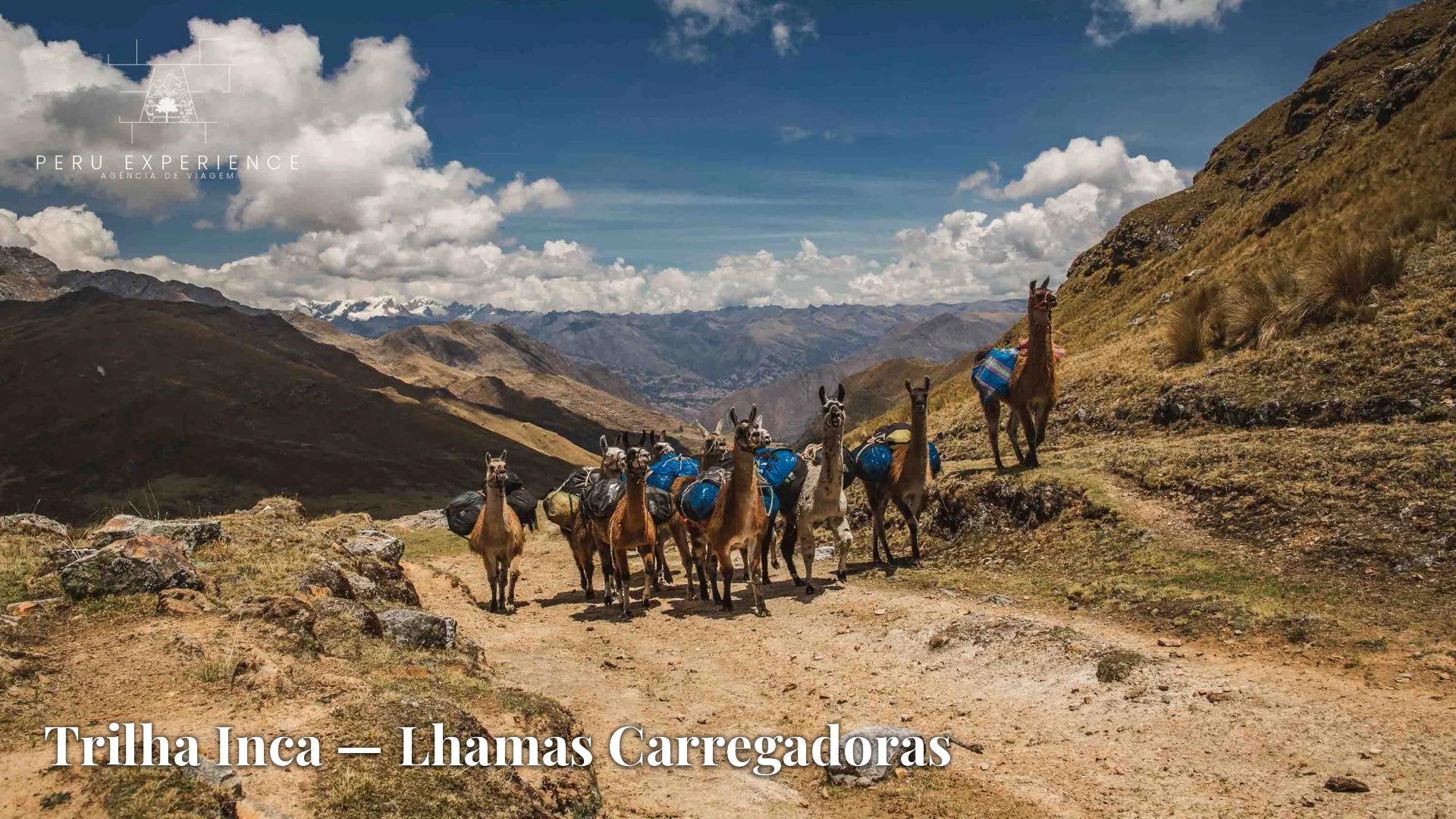 Caravana de lhamas carregando equipamento de acampamento pelos Andes na rota da Trilha Inca, Cusco