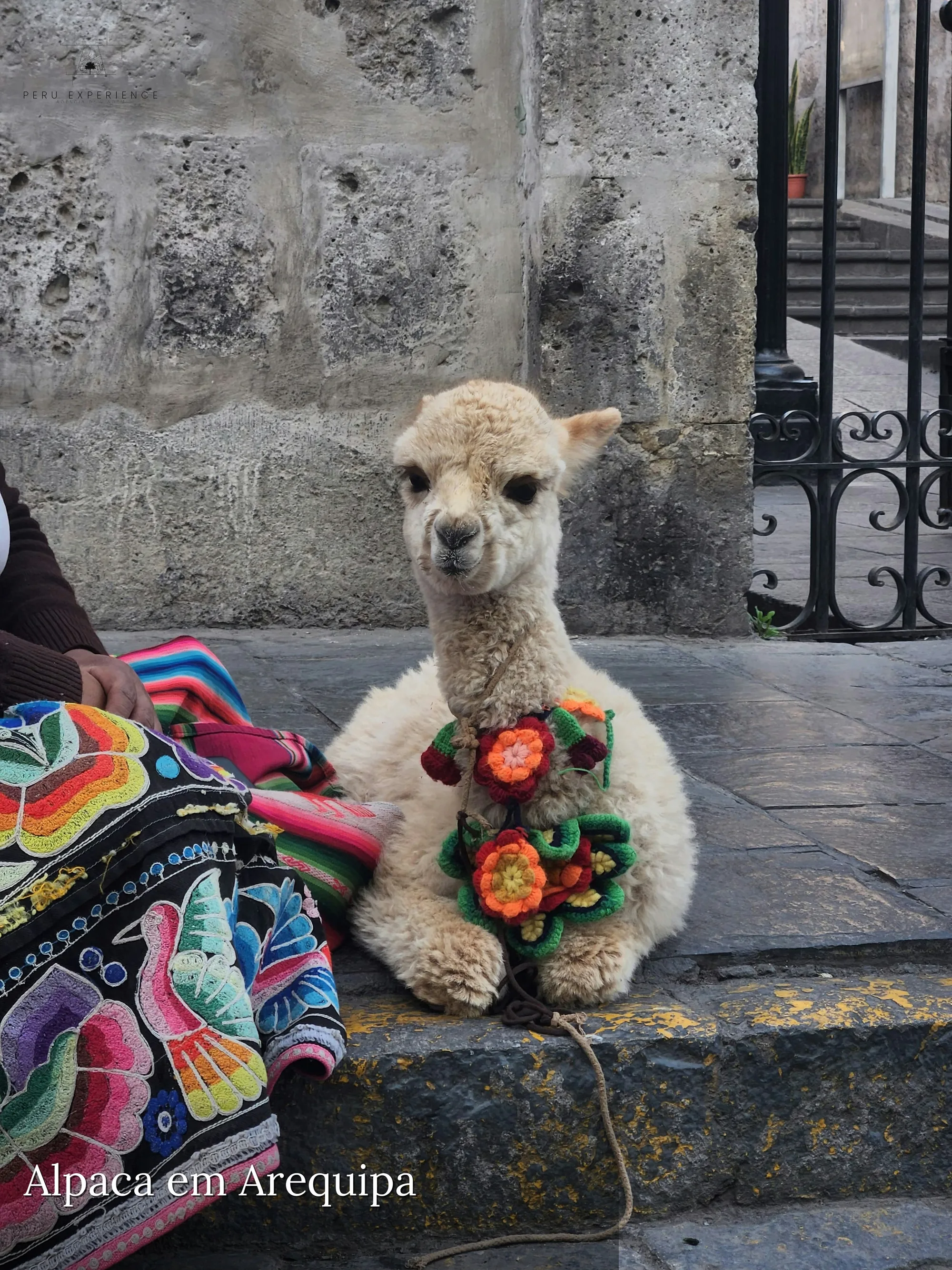 Alpaca ao lado de têxtil andino tradicional em Arequipa — parada no centro têxtil de alpaca com pequeno zoológico do Tour Campiña