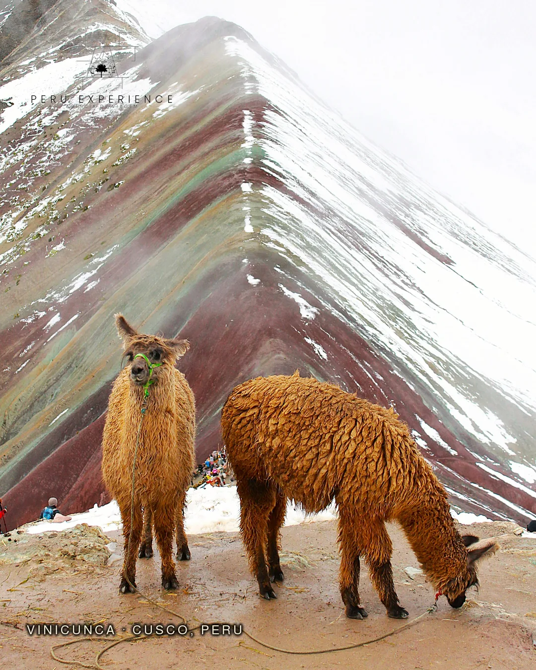 Alpacas pastando livremente nos Andes peruanos durante o trekking à Vinicunca — fauna andina típica